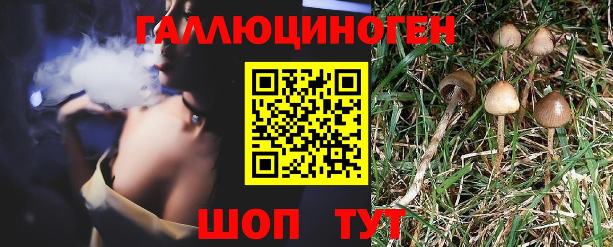 Псилоцибиновые грибы Psilocybe Борисоглебск